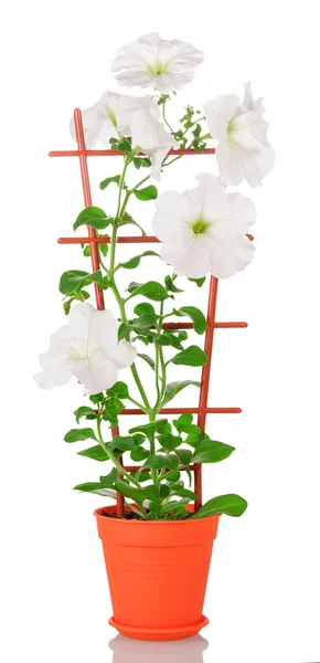 Flor de petunia blanca en maceta — Foto de Stock