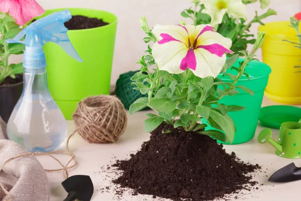 Women Hobby Growing Caring Home Flowers Petunia Transplant Flowerpot — Stock Photo, Image