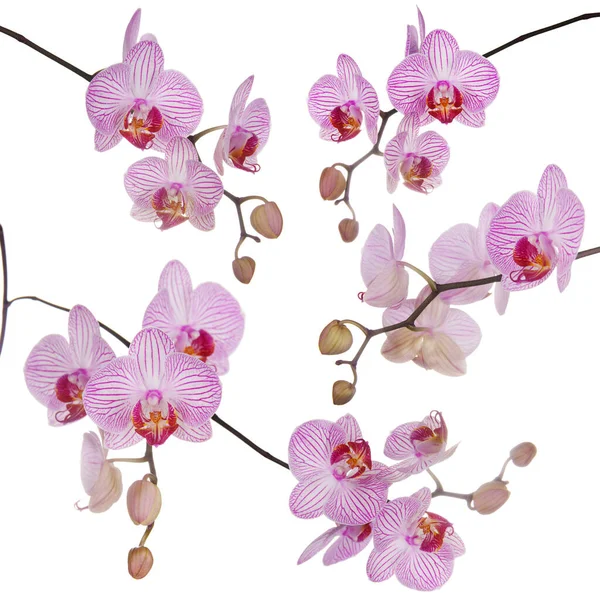 Set Diversi Rami Orchidea Luminosa Isolati Sfondo Bianco — Foto Stock