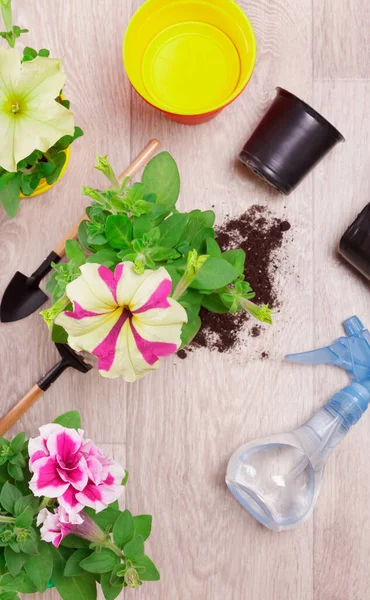 Högst Upp Omplantering Petunia Planta Stor Kruka Ljus Bakgrund Stockfoto