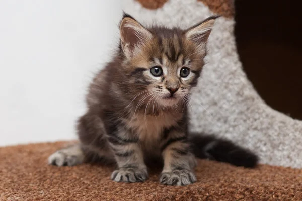 Maine gattino bozzolo — Foto Stock