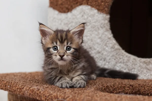 Maine Coon kitten — Stock Photo, Image