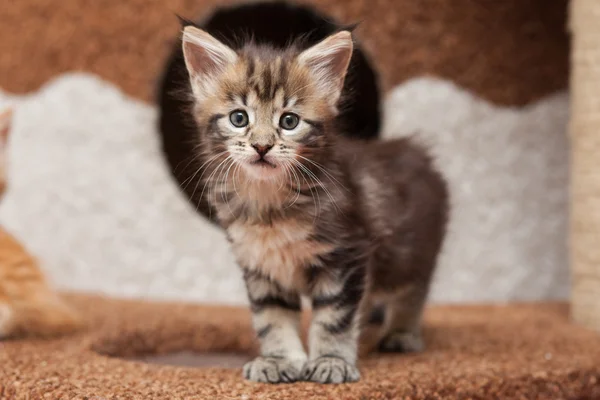 Maine Coon kitten — Stock Photo, Image