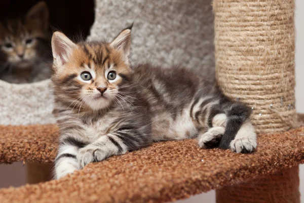 Maine Coon kitten — Stock Photo, Image