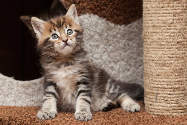 Maine gattino bozzolo — Foto Stock