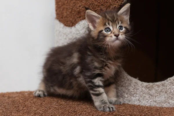 Maine Coon kitten — Stock Photo, Image