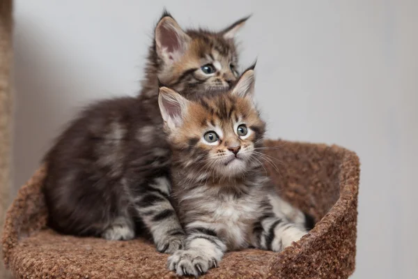 Maine gattino bozzolo — Foto Stock