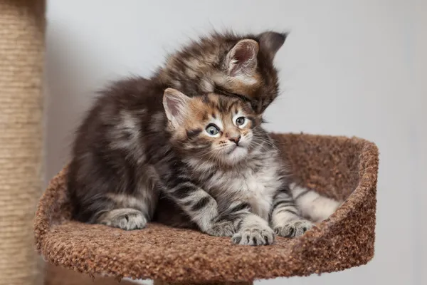 Maine coon gatinho — Fotografia de Stock