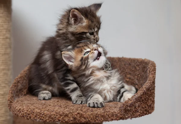 Maine Coon kitten — Stock Photo, Image