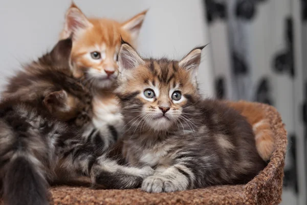 Maine Coon kitten — Stock Photo, Image