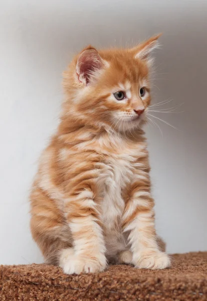 Maine Coon kitten — Stock Photo, Image