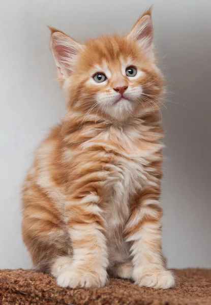 Maine Coon kitten — Stock Photo, Image