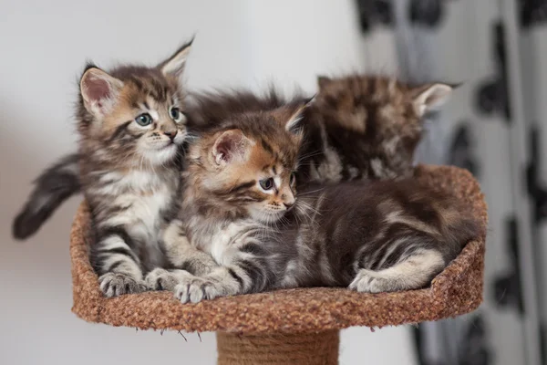 Maine Coon kitten — Stock Photo, Image