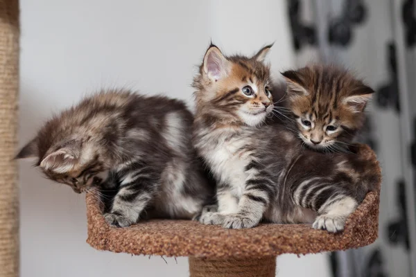 Maine Coon kitten — Stock Photo, Image