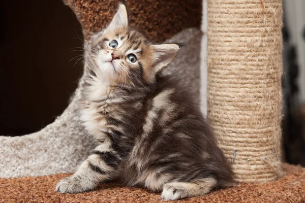 Maine Coon kitten — Stock Photo, Image