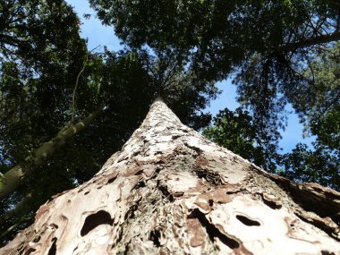 ayakta uzun boylu ağaç