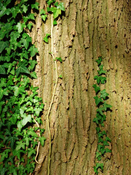 Corteccia d'albero fogliata — Foto Stock