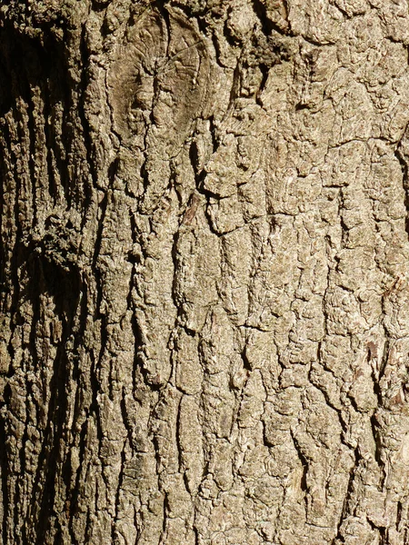 Corteccia d'albero — Foto Stock