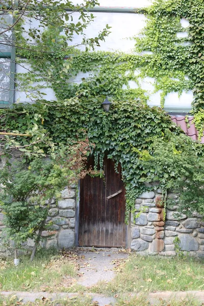 Green Creepy Ivy Wall Old Wooden Door — Foto de Stock
