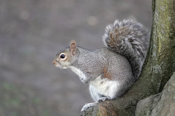 Ein Graues Eichhörnchen Auf Einem Baumstamm — Stockfoto