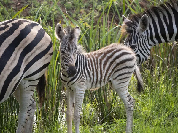 Egy Csapat Zebrát Egy Szafarin Dél Afrikában — Stock Fotó