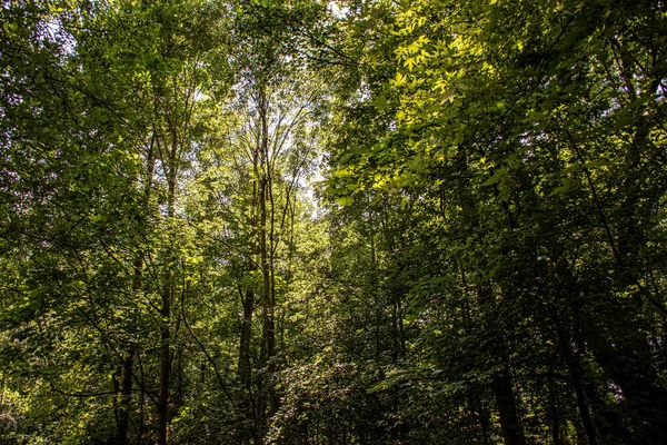 Přirozený Pohled Vysoké Stromy Lese Během Slunečného Dne — Stock fotografie