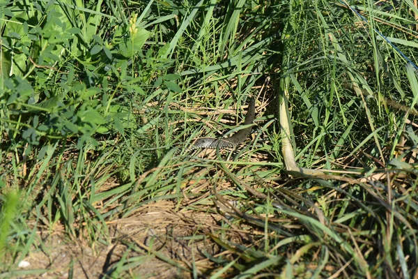 Serpent Gris Rampant Dans Végétation Dense Sous Lumière Soleil — Photo