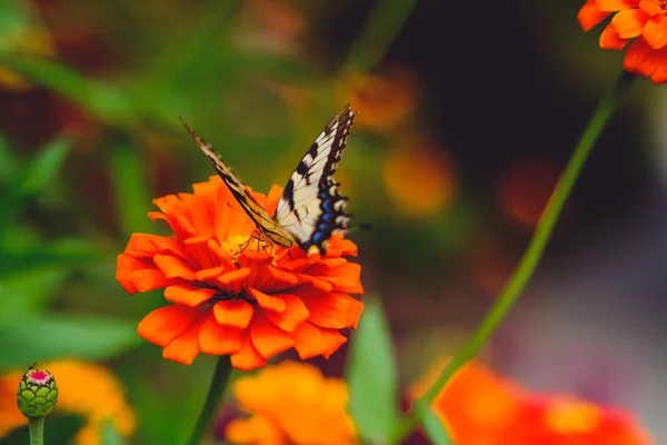 Een Tiger Swallowtail Vlinder Een Oranje Zinnia Bloem Tuin Tegen — Stockfoto