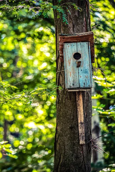 Casa Viejo Pájaro Tronco Del Árbol — Foto de Stock