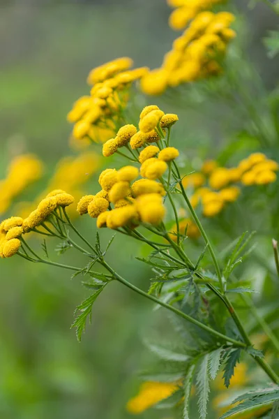 Beautiful Fresh Yellow Flowers Field — Stock Photo, Image