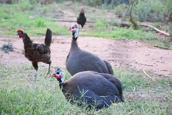 Naturskön Utsikt Över Inhemska Guineafowls Gården — Stockfoto