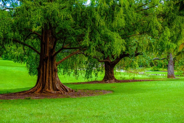 Árvores Altas Parque Contra Fundo Verde Dia Sombrio — Fotografia de Stock
