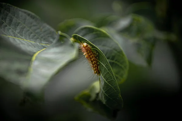 Ein Flacher Fokus Eines Braunen Insekts Auf Einem Grünen Blatt — Stockfoto