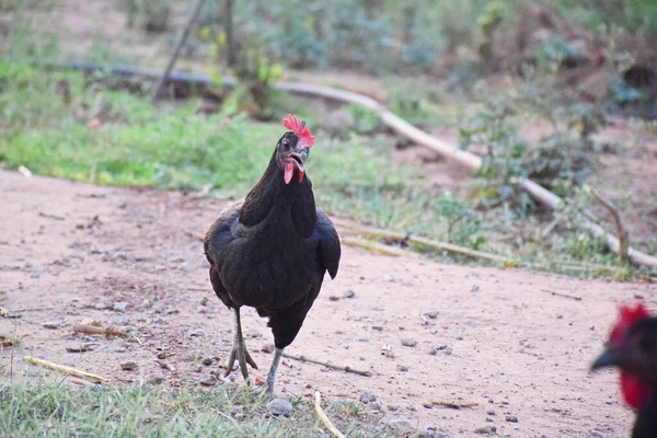 Scenic View Hen Farm — Stock Photo, Image