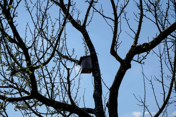 Egy Kép Egy Kis Faházról Egy Faágon Kék Égbolt Alatt — Stock Fotó