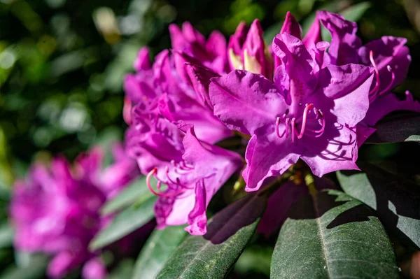 Die Schönen Lila Rhododendron Blüten Wachsen Garten Unter Dem Sonnenlicht — Stockfoto