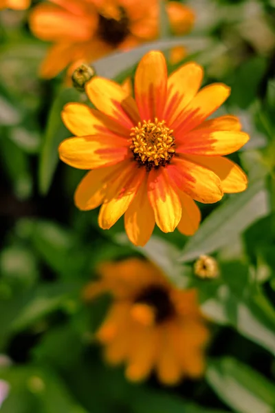 晴れた日には庭にオレンジと黄色の花びらが生えている花の美しい景色 — ストック写真