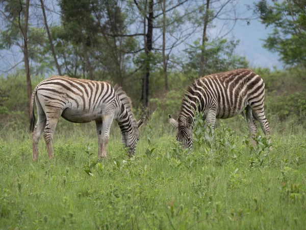 Güney Afrika Vahşi Doğada Iki Zebra — Stok fotoğraf