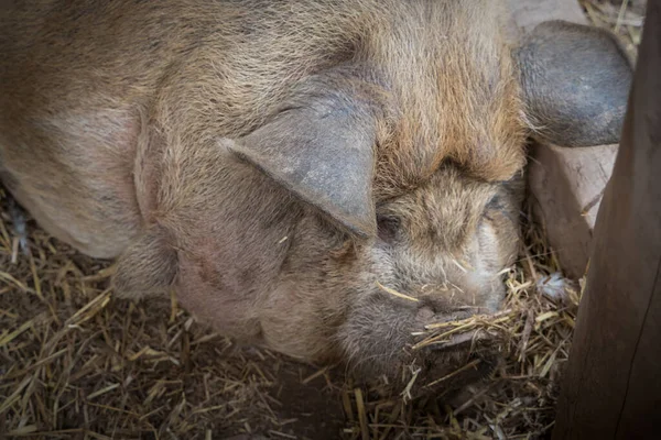 A big fat pig sleeping on the dry grass in the pigpen