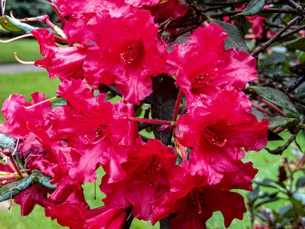 Den Vackra Levande Röda Rhododendron Blommor Som Växer Trädgården Mot — Stockfoto