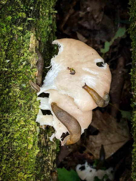 Ett Grunt Fokus Vit Svamp Trädet Skogen Med Suddig Bakgrund — Stockfoto