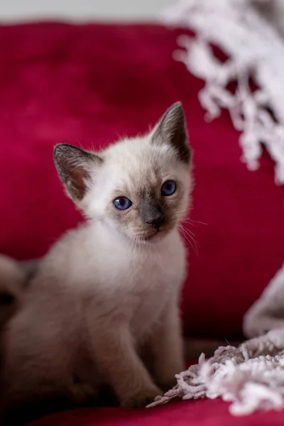 一只可爱的暹罗小猫 蓝眼睛躺在红色的沙发上 — 图库照片