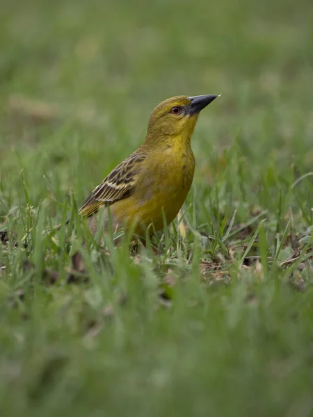 Ein Kleiner Grasmücke Vogel Südafrika — Stockfoto