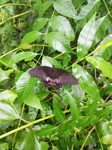 Gros Plan Papilio Polytes Papillon Assis Sur Une Feuille — Photo