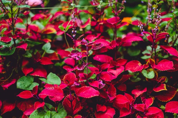 아름다운 벨벳붉은 콜레우스 식물은 대조적으로 정원에 — 스톡 사진