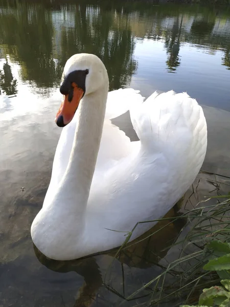 Plano Vertical Cisne Blanco Lago —  Fotos de Stock