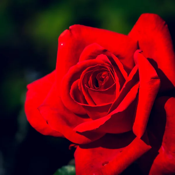 Gyönyörű Kilátás Nyílik Egy Vörös Rózsa Kertben Egy Elmosódott Háttér — Stock Fotó