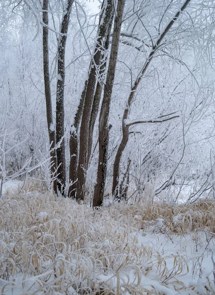 Zmrzlý Les Mrazem Pokrytými Stromy — Stock fotografie