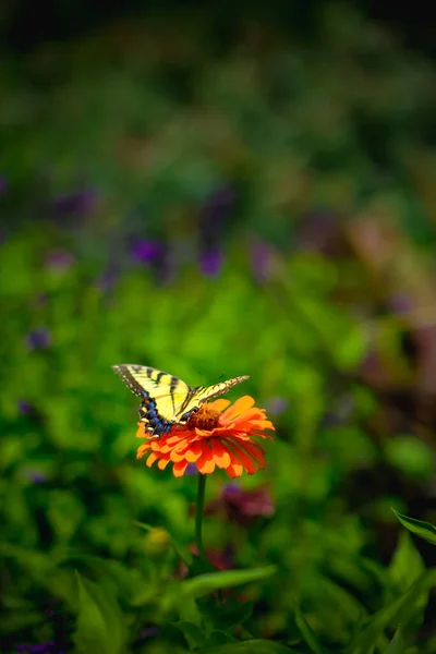 Uma Borboleta Tiger Swallowtail Uma Flor Laranja Zinnia Jardim Contra — Fotografia de Stock