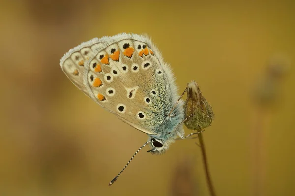 Primer Plano Mariposa Azul Ícaro Polyommatus Icarus Colgando Una Planta — Foto de Stock